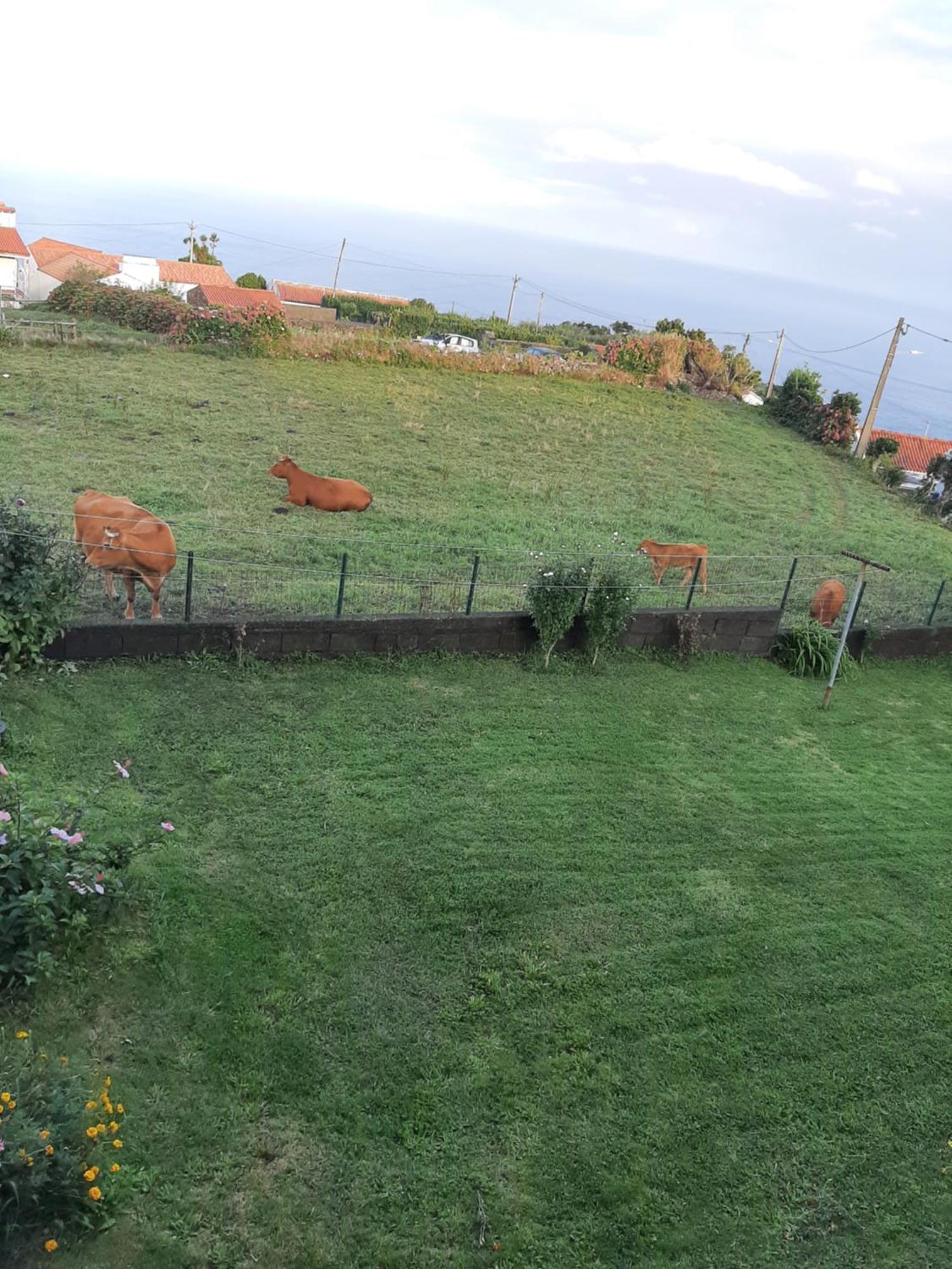 Apartament Casa Vicente Santa Cruz das Flores Zewnętrze zdjęcie